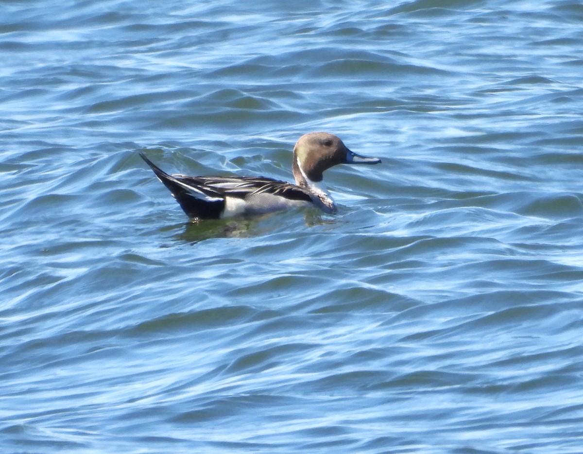 Northern Pintail - Kieran Dykstra