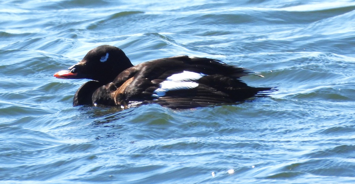 White-winged Scoter - Kieran Dykstra