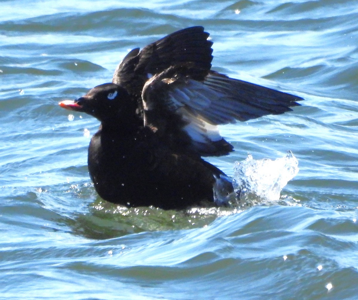 White-winged Scoter - Kieran Dykstra