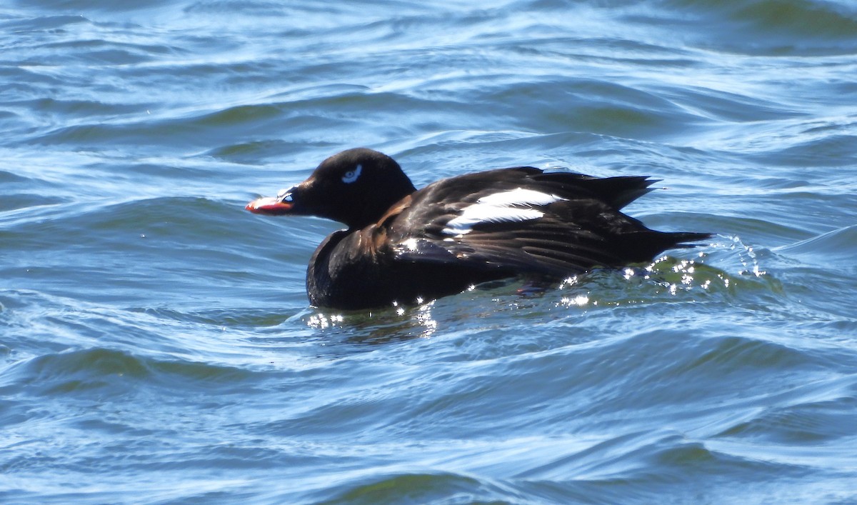 White-winged Scoter - Kieran Dykstra