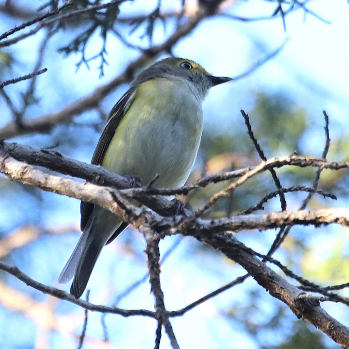 White-eyed Vireo - Scott Denkers