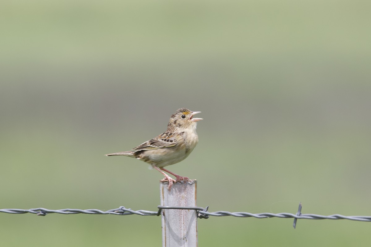 Grasshopper Sparrow - Mike Sanders