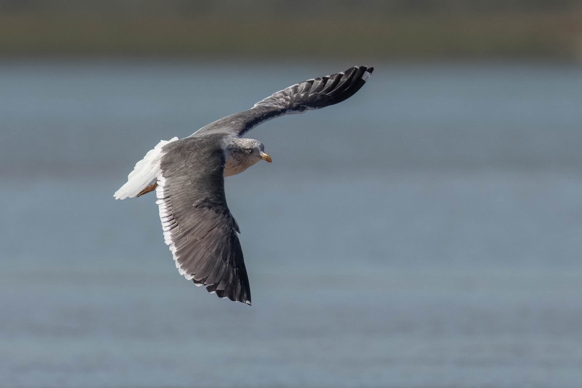 Lesser Black-backed Gull - ML618233612