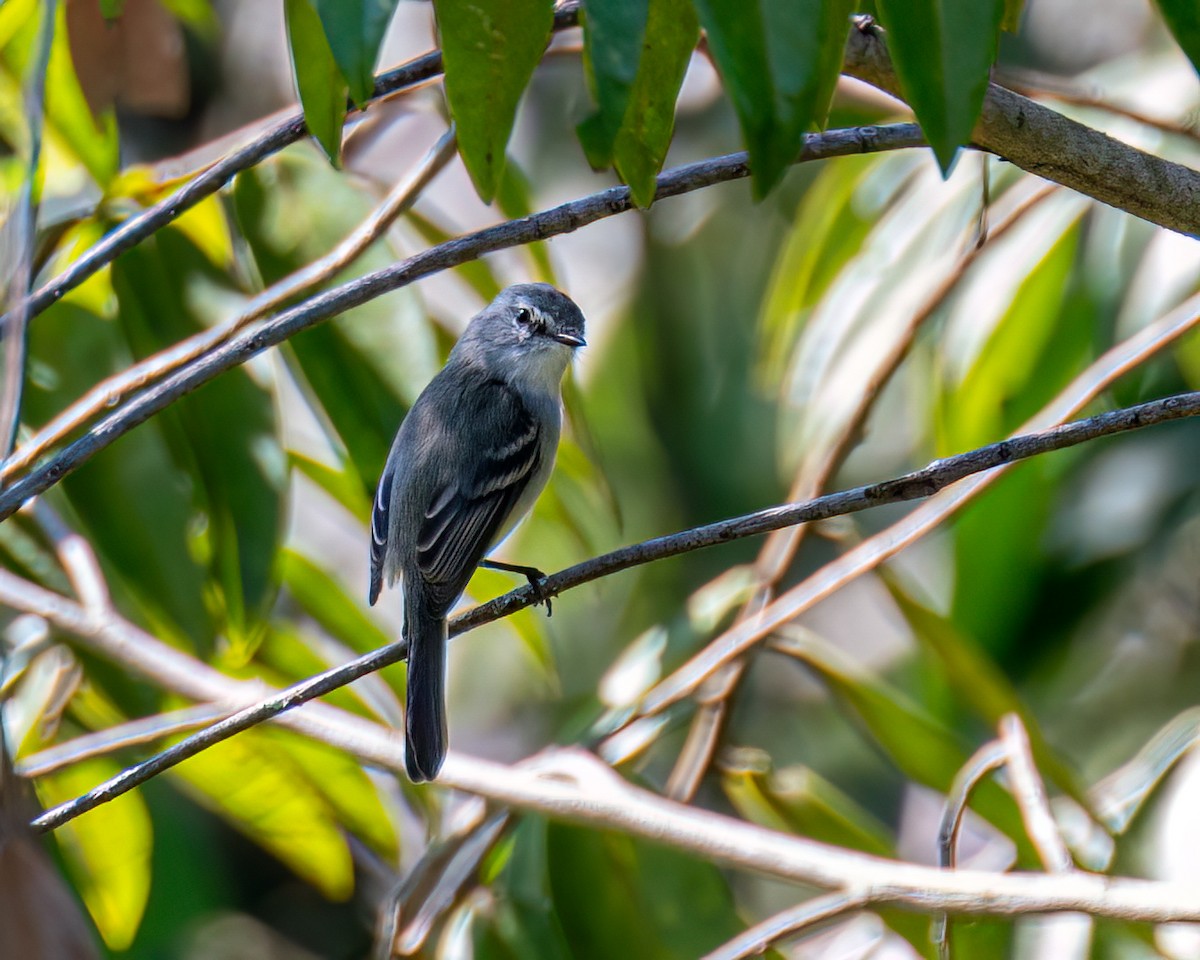 White-crested Tyrannulet - ML618233613