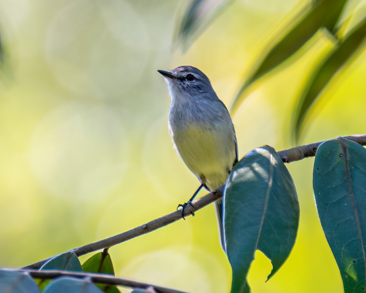 White-crested Tyrannulet - ML618233614