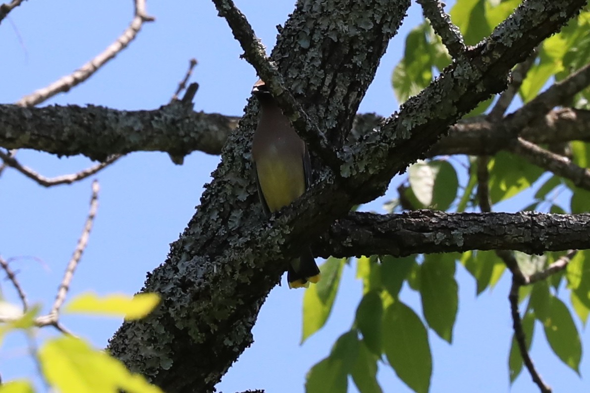 Cedar Waxwing - Dianna Lieter