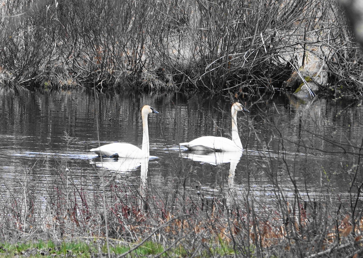 Trumpeter Swan - Kathleen Kascewicz