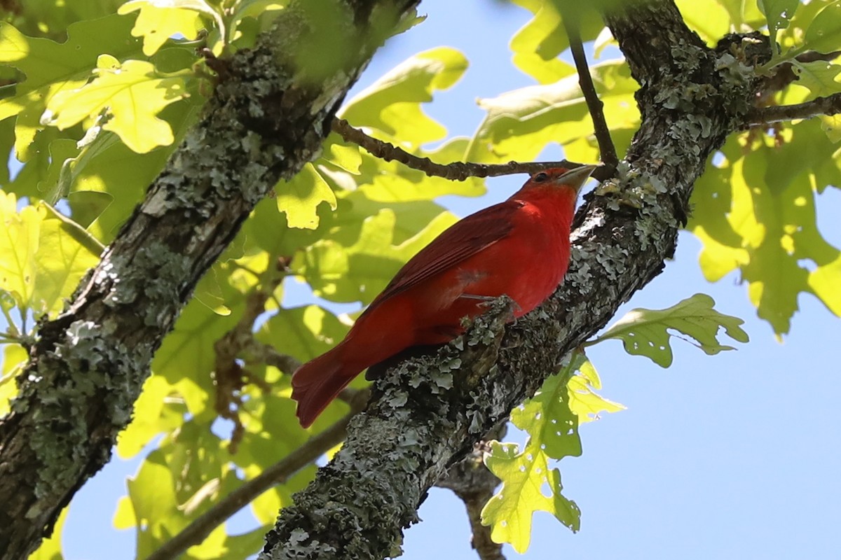 Piranga Roja - ML618233626