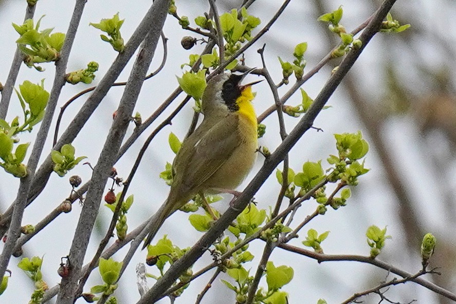 Common Yellowthroat - Susan Iannucci