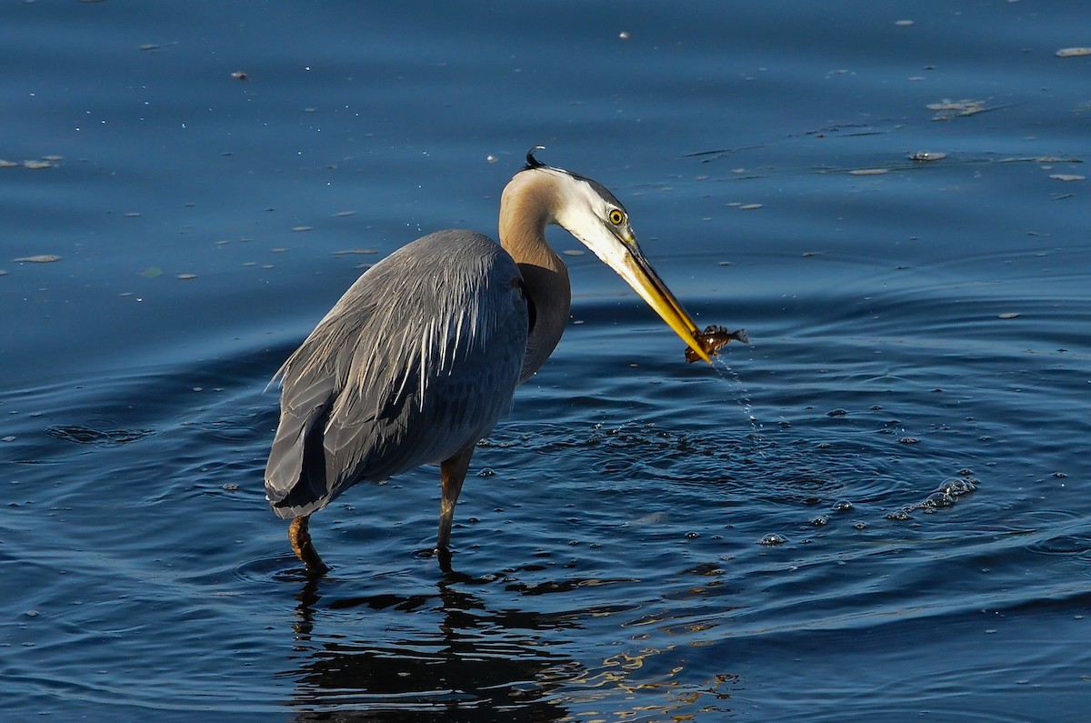 Great Blue Heron - ML618233647