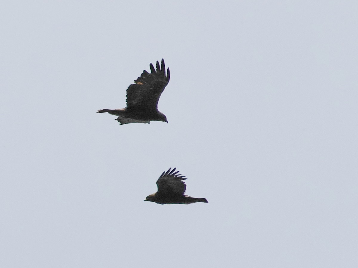 Golden Eagle - ML618233652
