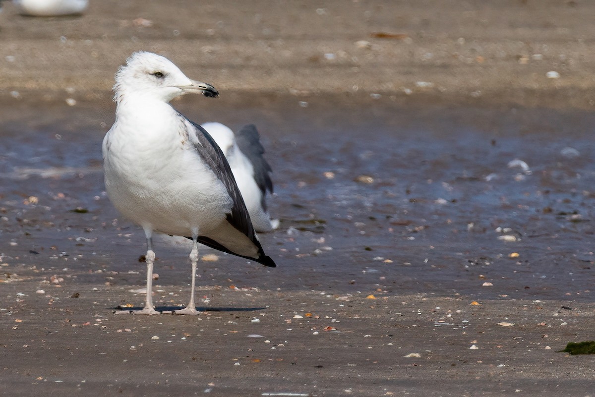 Lesser Black-backed Gull - Shaqayeq Vahshi