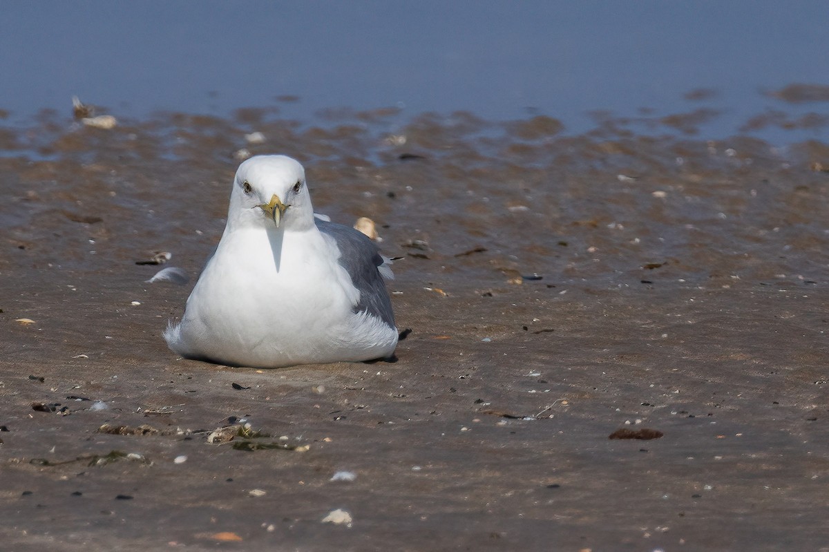 Lesser Black-backed Gull - Shaqayeq Vahshi