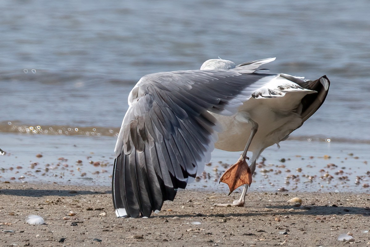 Lesser Black-backed Gull - ML618233671