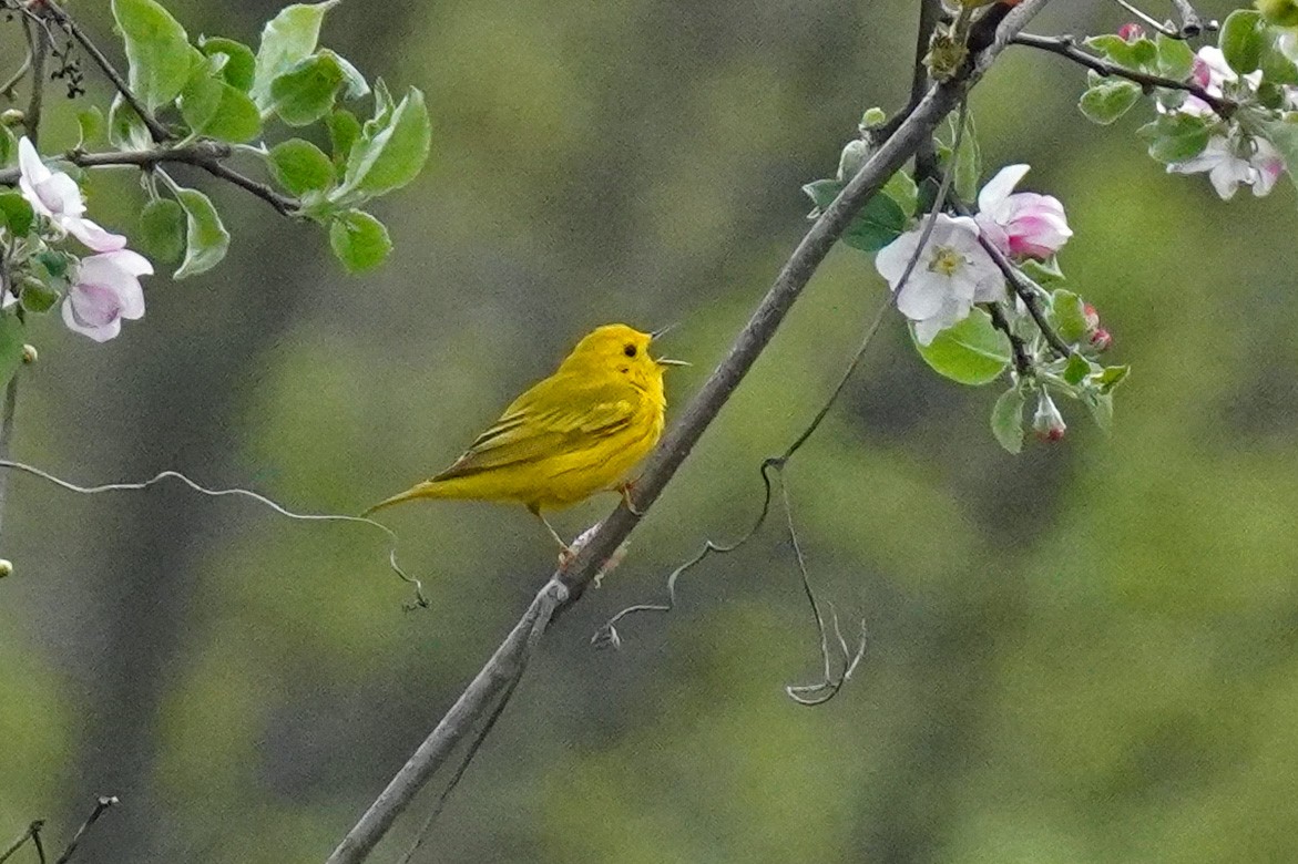 Yellow Warbler - Susan Iannucci