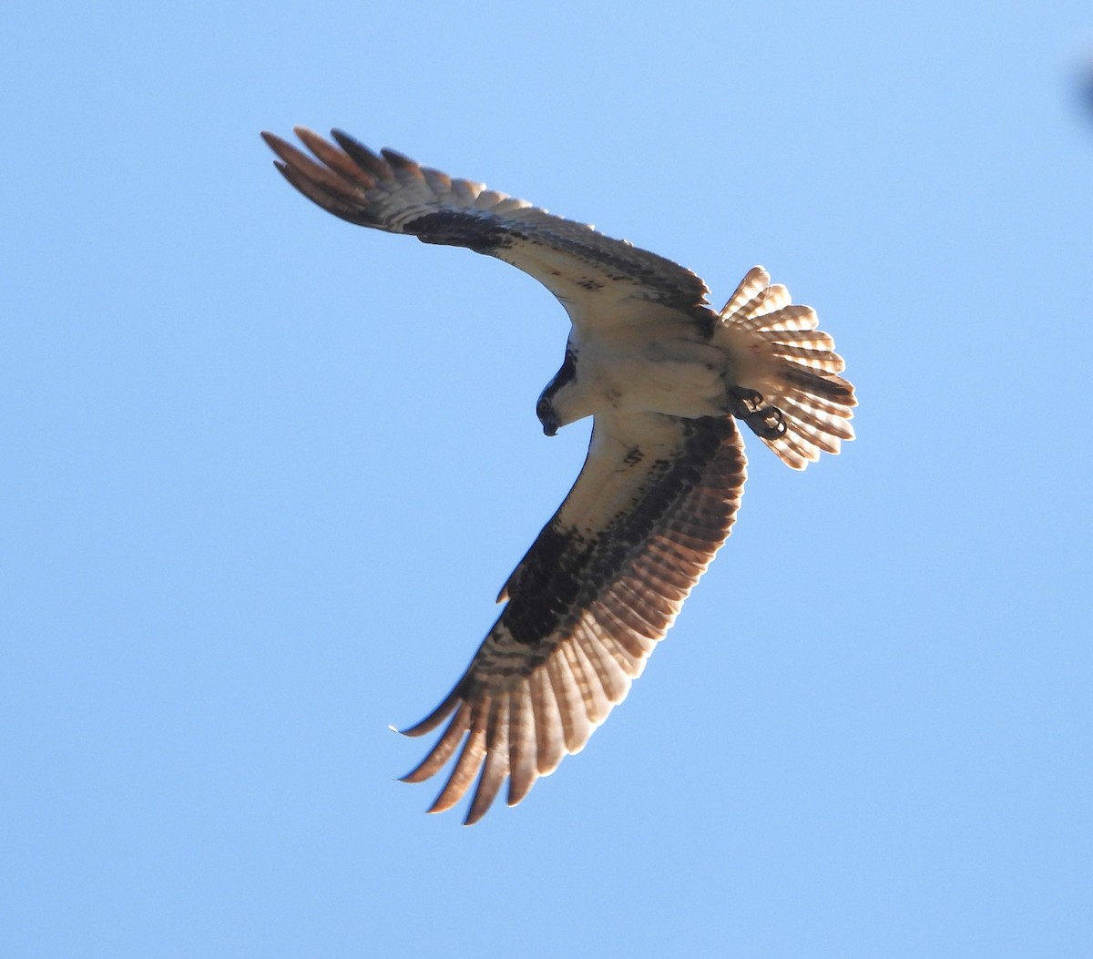 Águila Pescadora - ML618233697