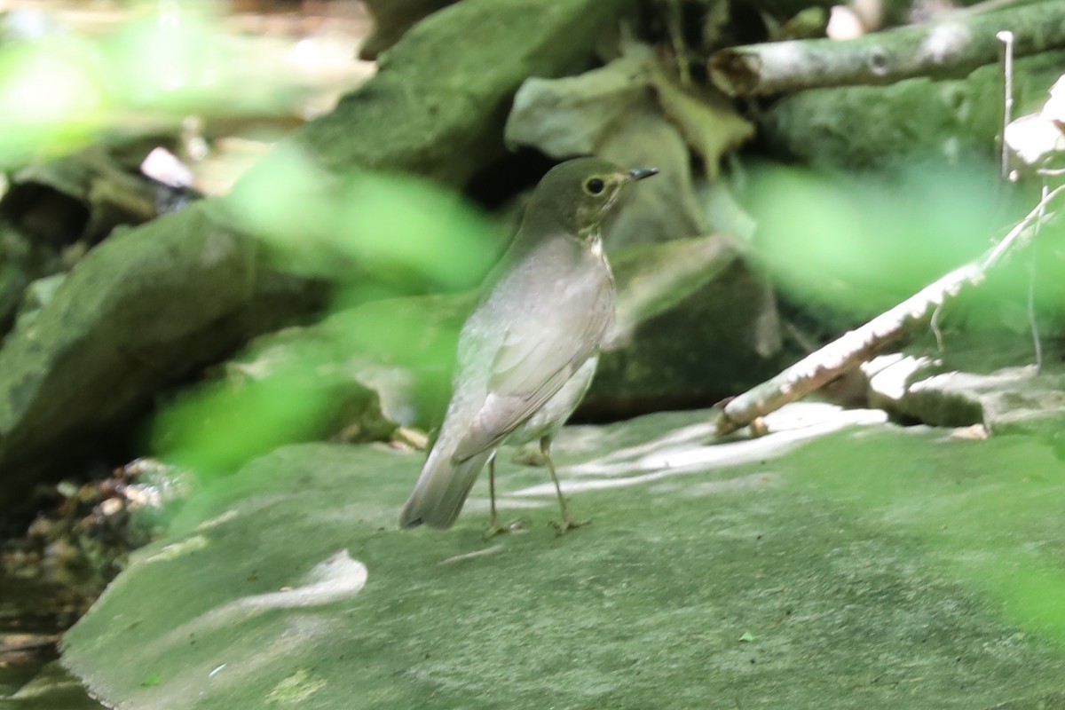 Swainson's Thrush - Dianna Lieter