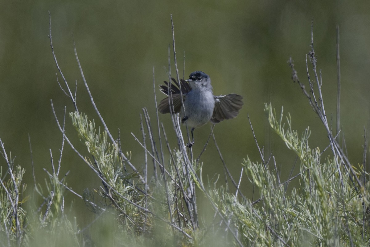 California Gnatcatcher - Randy Harwood