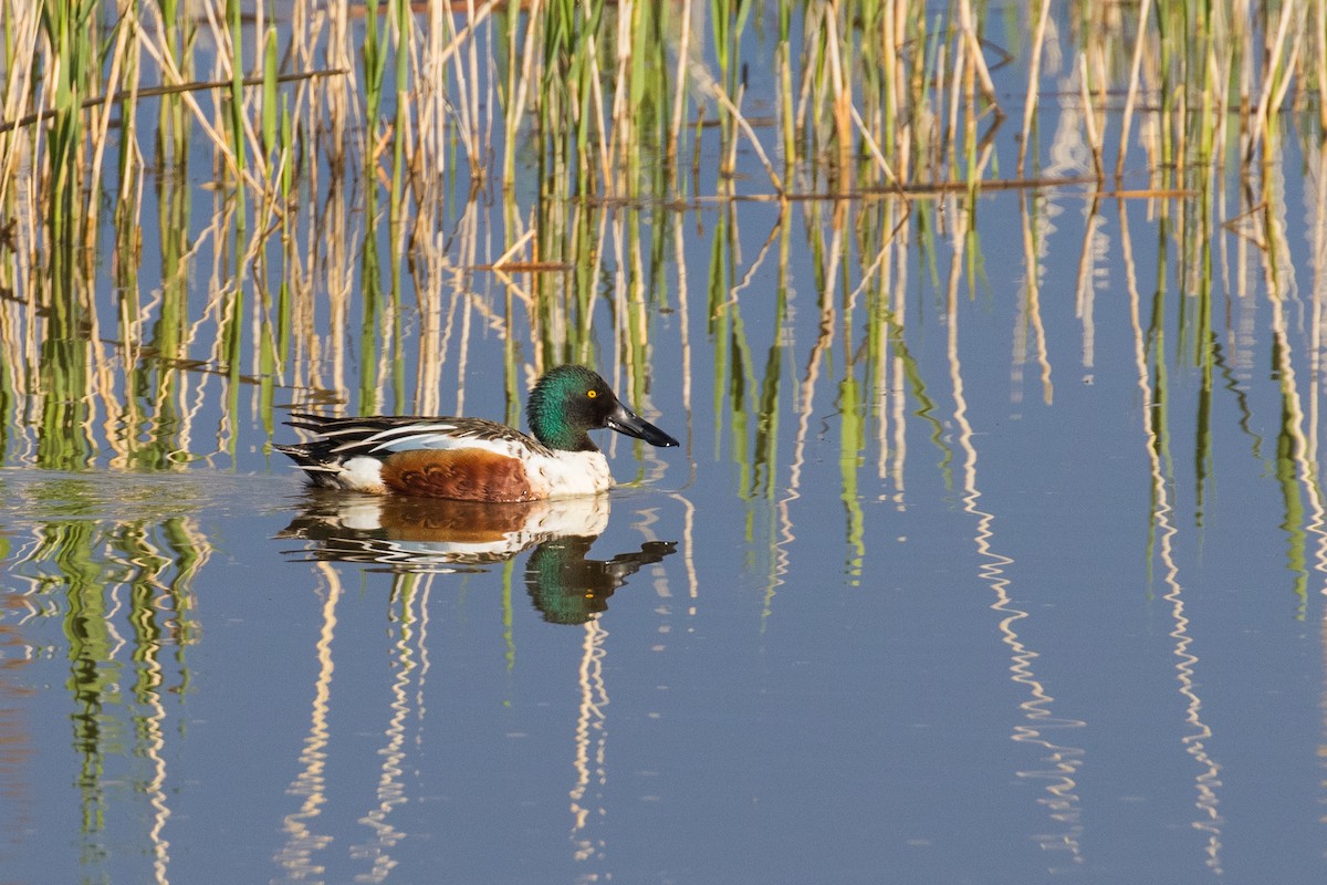 Northern Shoveler - ML618233744