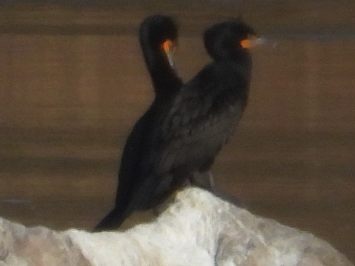 Double-crested Cormorant - Gary Hantsbarger