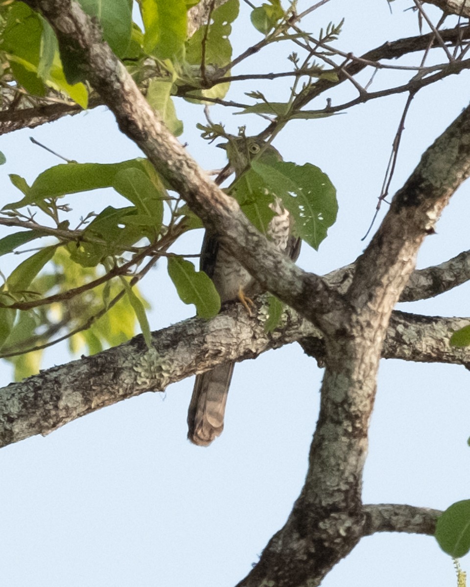 Common Hawk-Cuckoo - Martin Mau