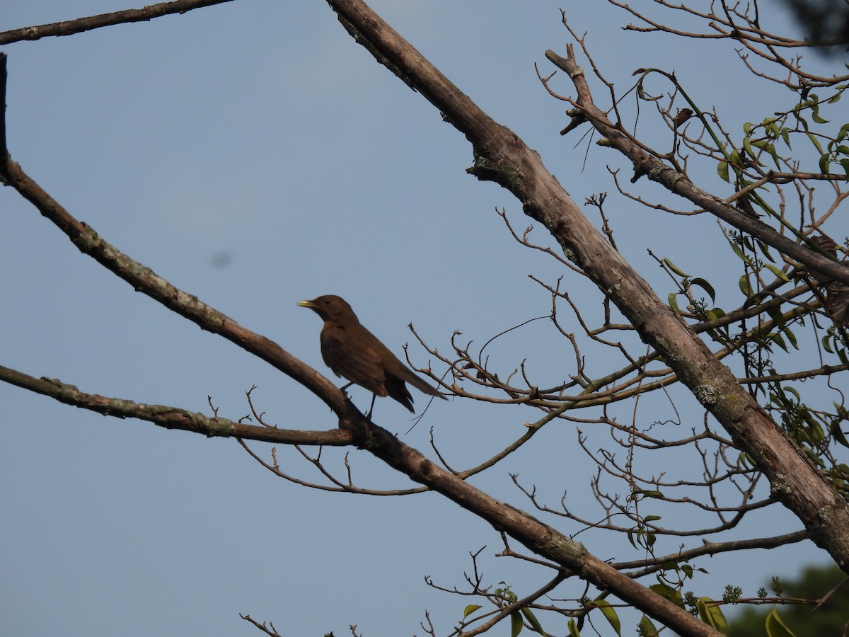 Clay-colored Thrush - María Eugenia Paredes Sánchez