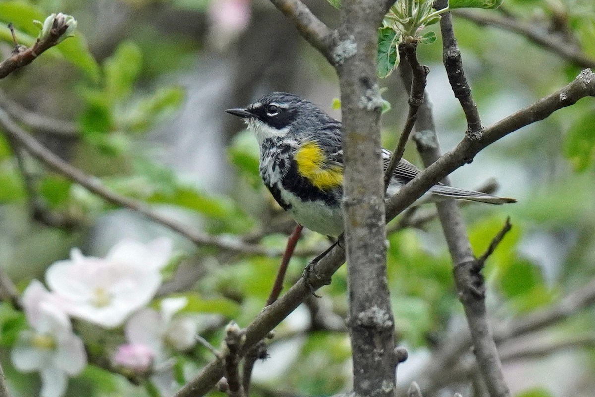 Yellow-rumped Warbler - Susan Iannucci