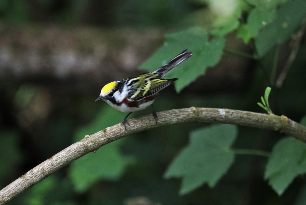 Chestnut-sided Warbler - Brian  Faulkner