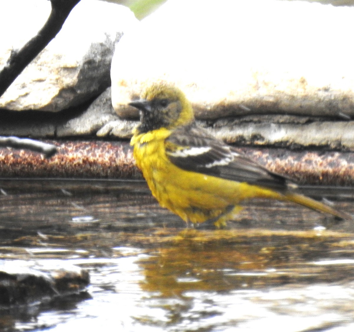 Oriole jaune-verdâtre - ML618233847