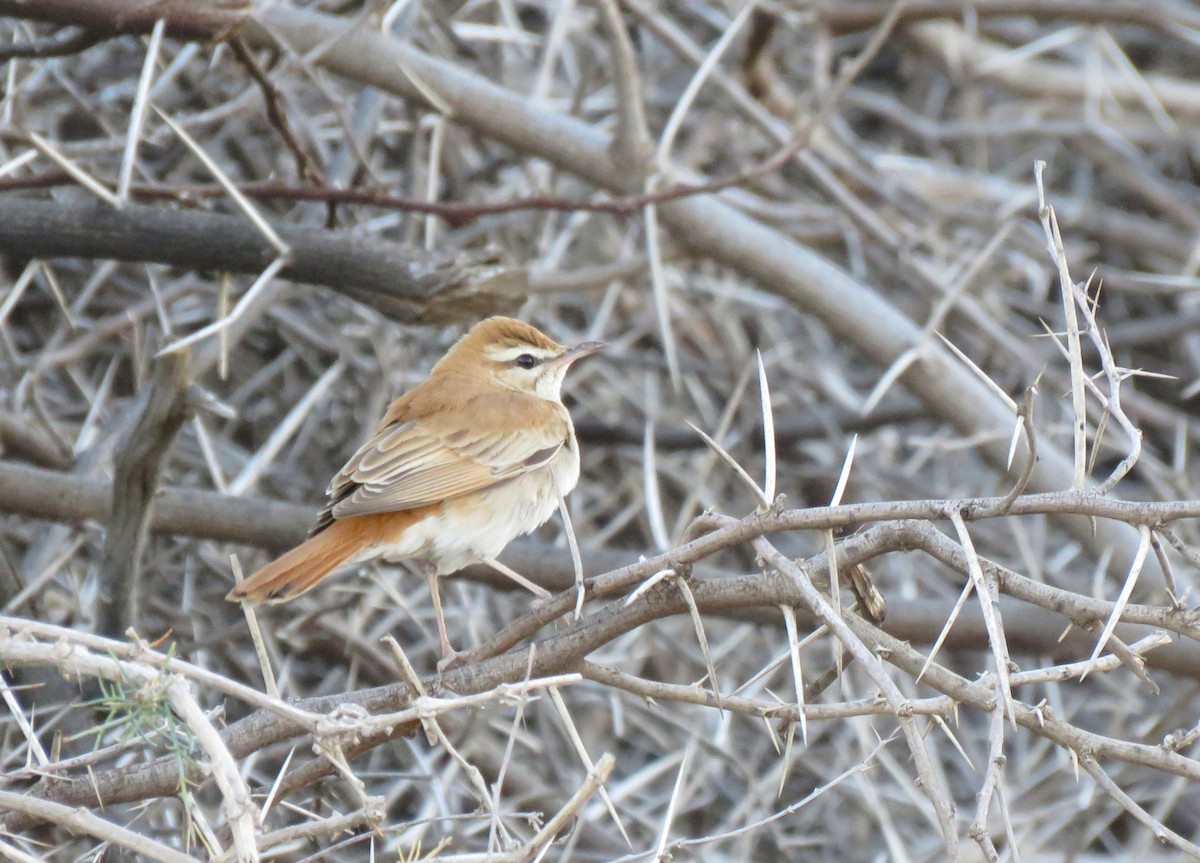 Rufous-tailed Scrub-Robin - Zlatan Celebic