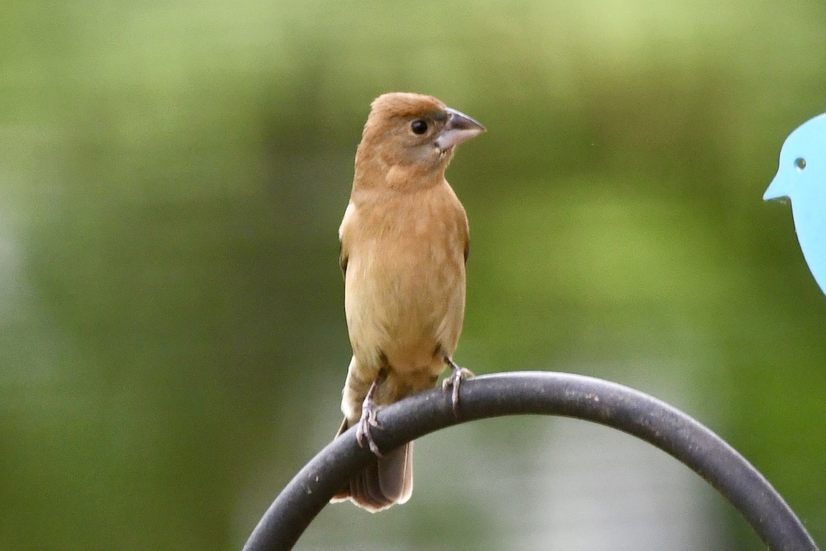 Blue Grosbeak - ML618233925