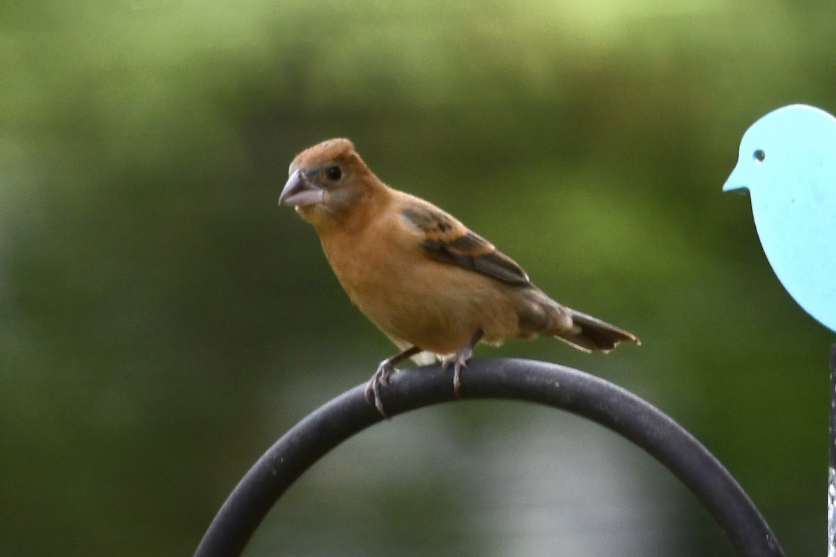 Blue Grosbeak - ML618233926