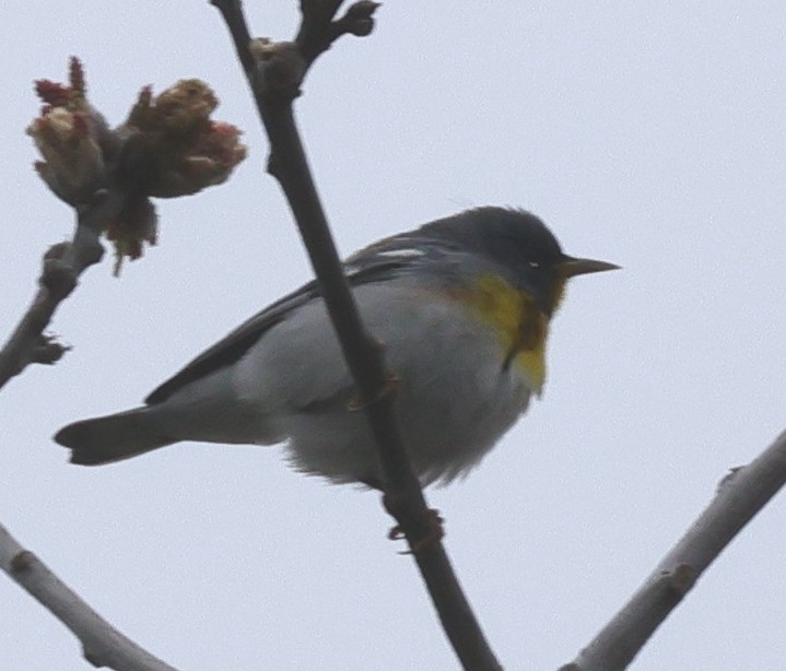 Northern Parula - cyndi jackson