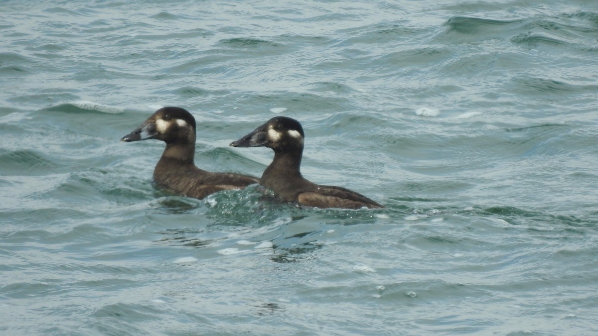 Surf Scoter - Vincent Glasser