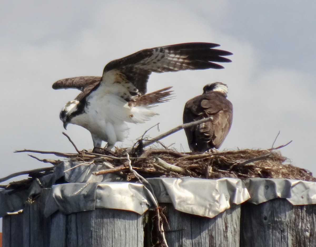 Osprey - Caryn Fehr