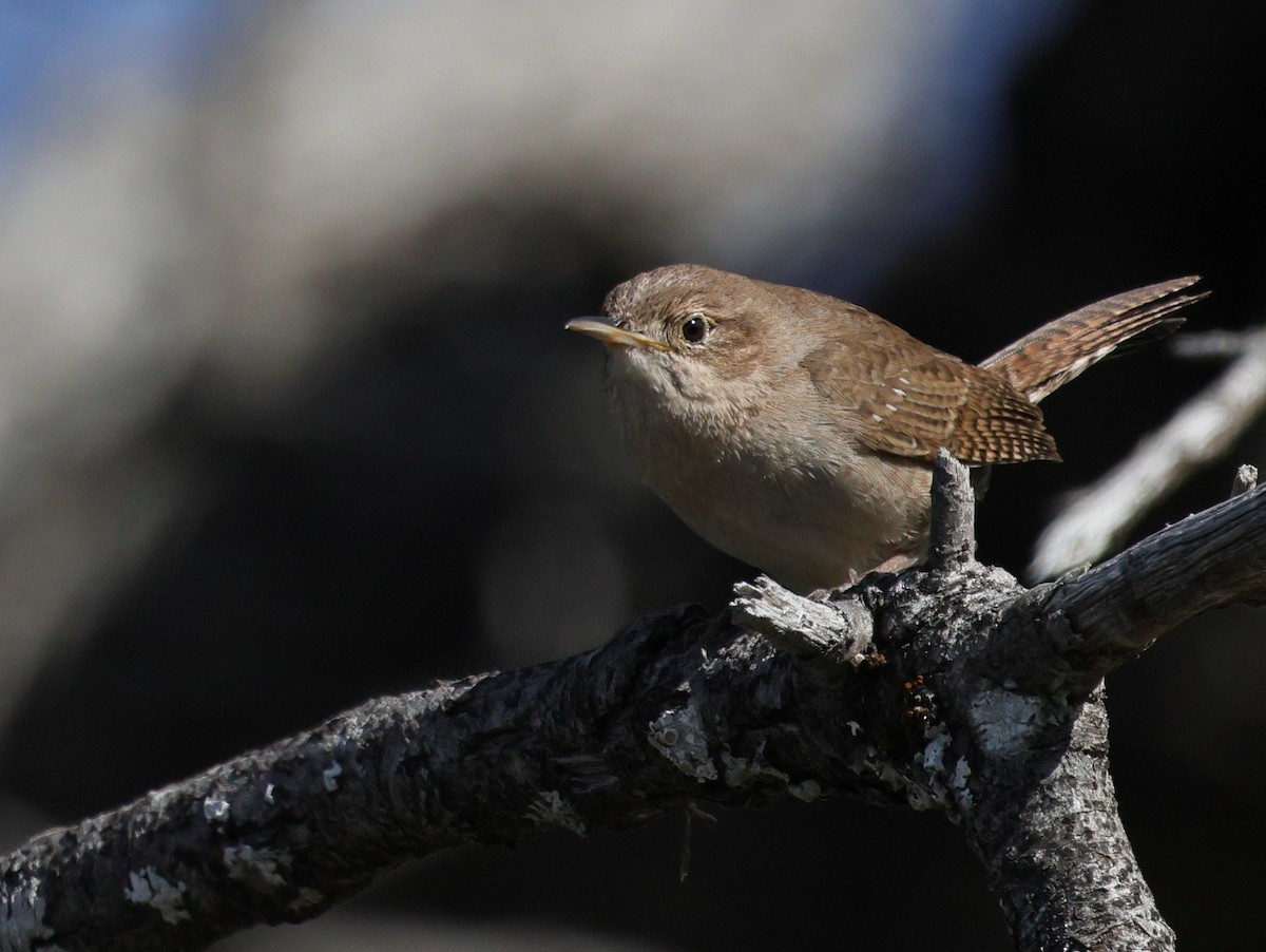 Northern House Wren - ML618233951
