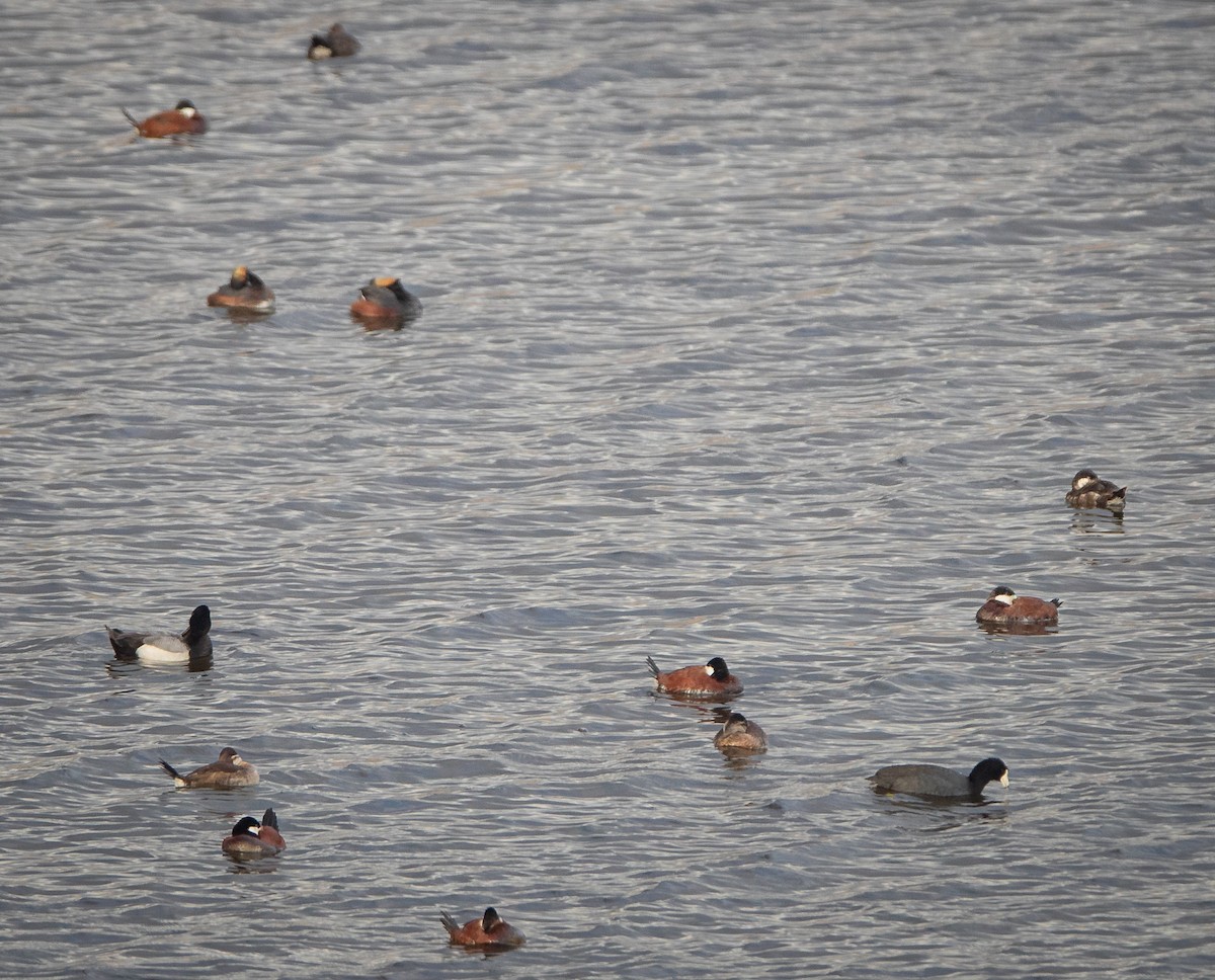 Ruddy Duck - ML618233963