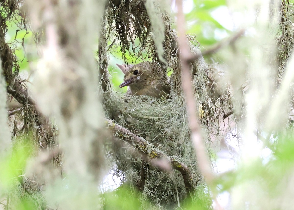 Hutton's Vireo - Jay Carroll