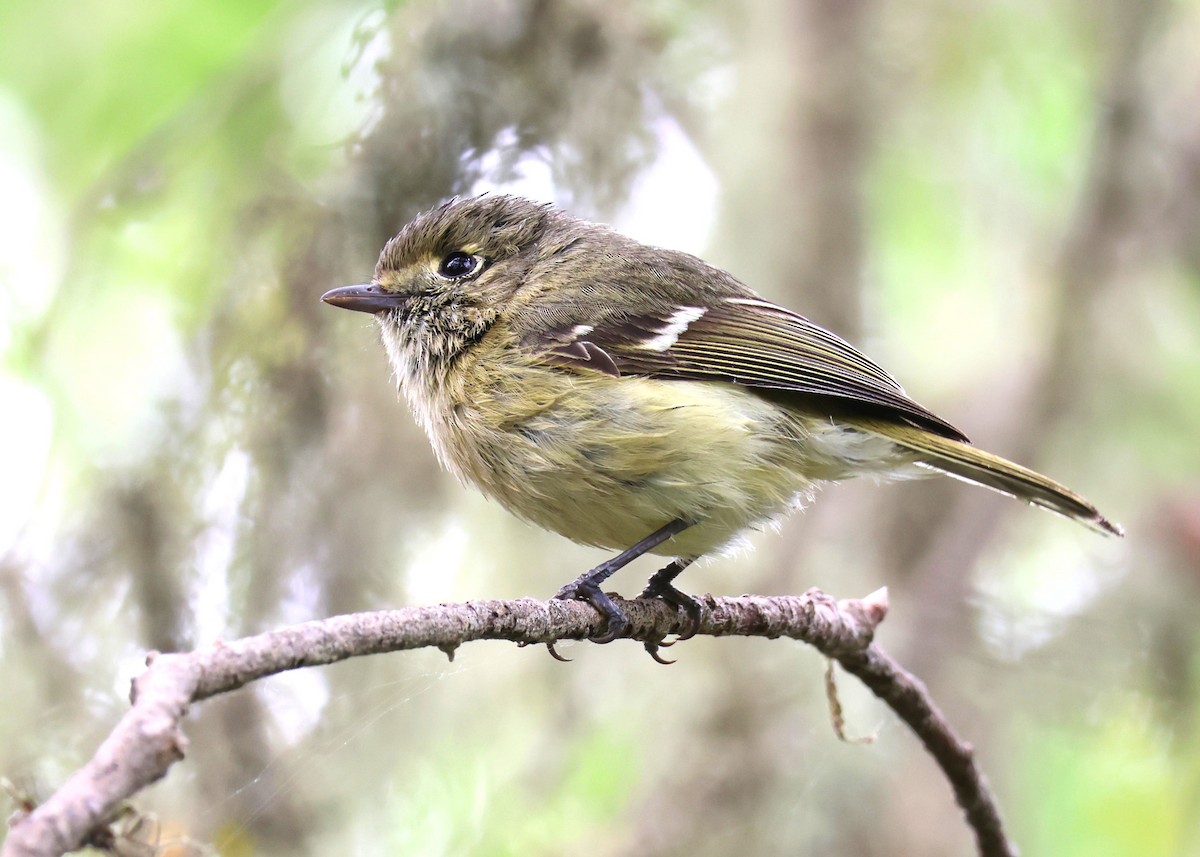 Hutton's Vireo - Jay Carroll