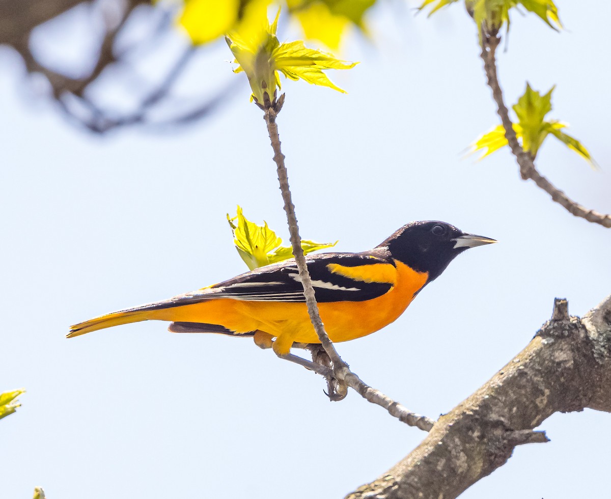 Baltimore Oriole - Mike Murphy