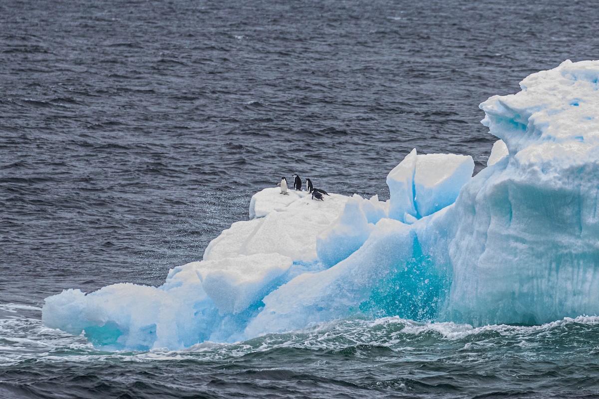 Adelie Penguin - Denis Corbeil