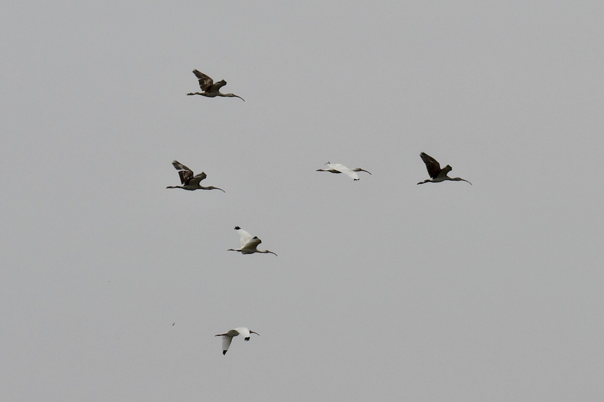 White Ibis - Steven Weiss