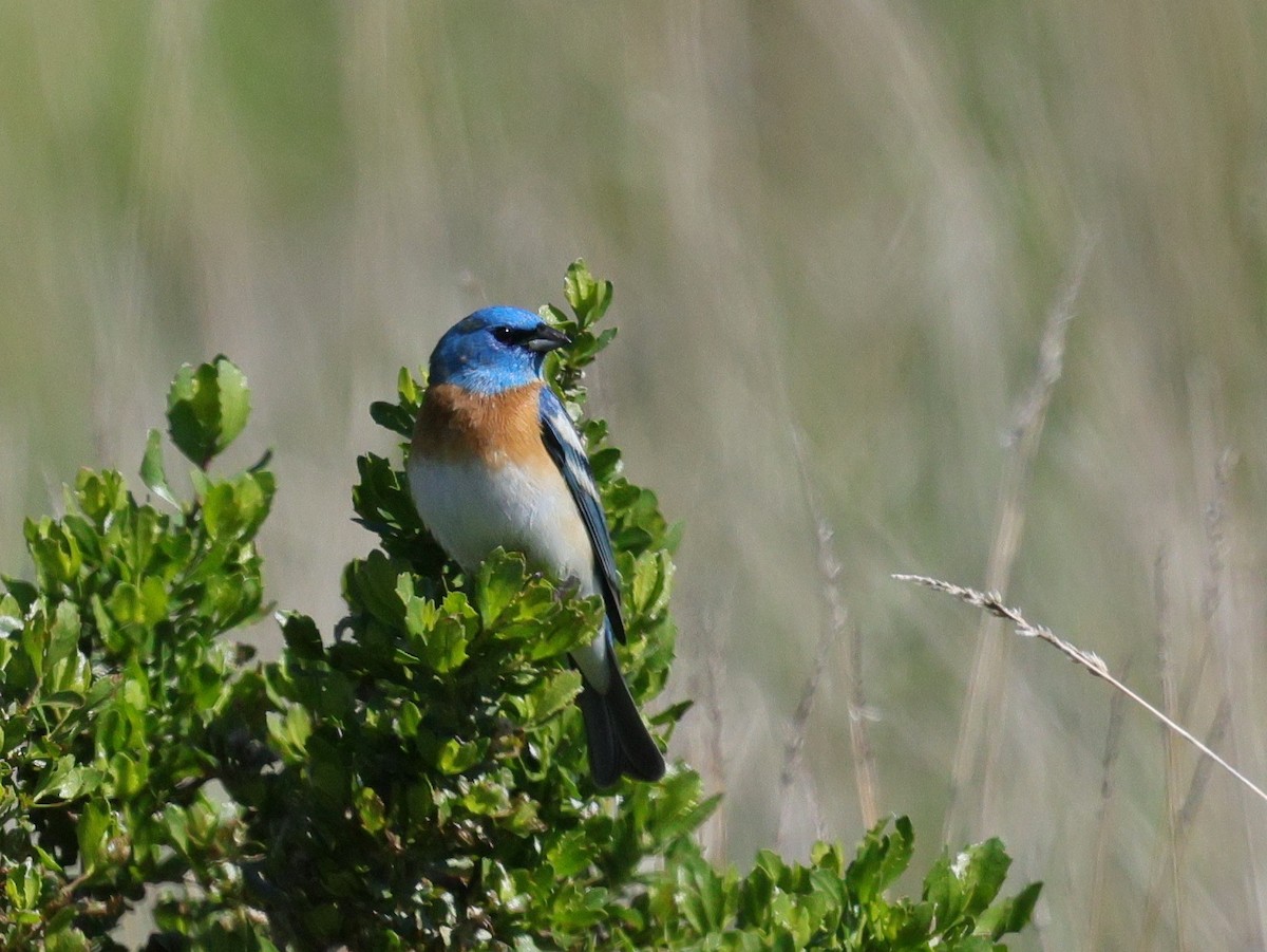 Lazuli Bunting - Tim Bray