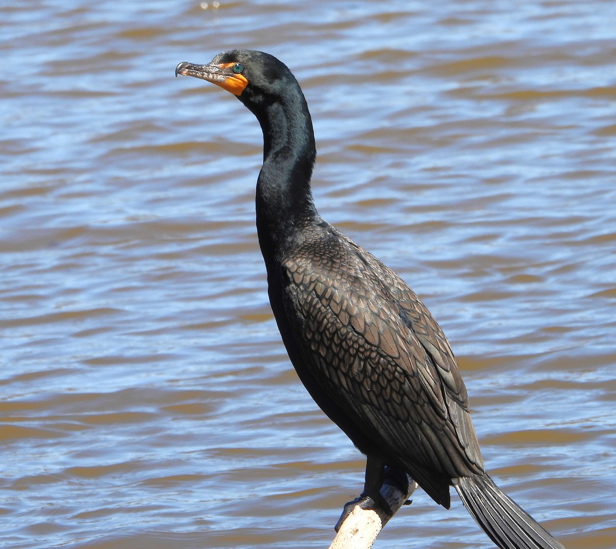 Cormoran à aigrettes - ML618234017