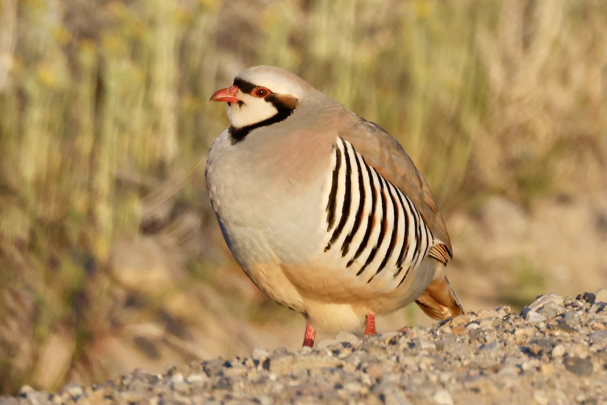 Chukar - Bill Frey