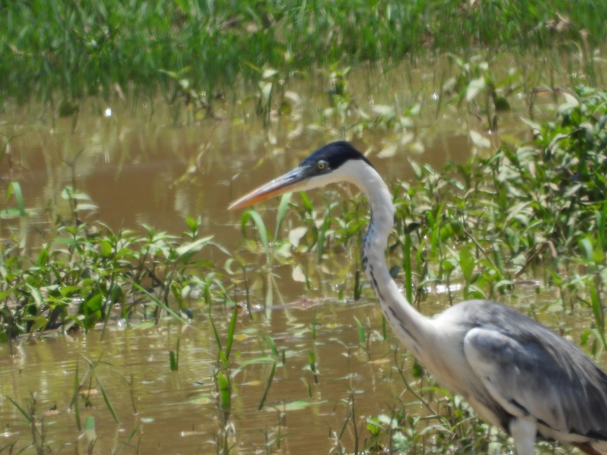 Cocoi Heron - ML618234049