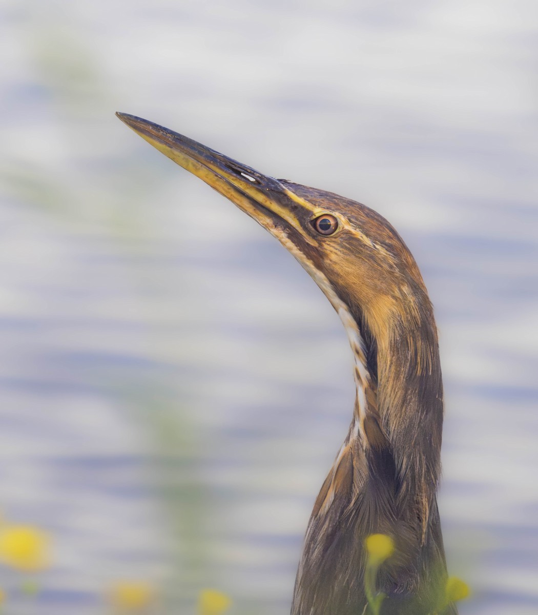 American Bittern - William Richards