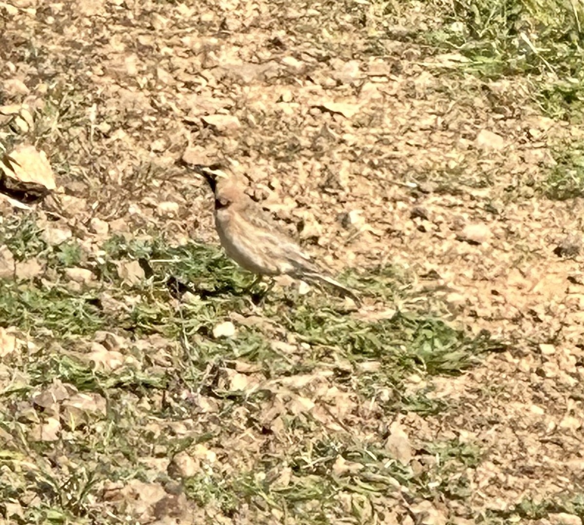 Horned Lark - Geoffrey Waterhouse