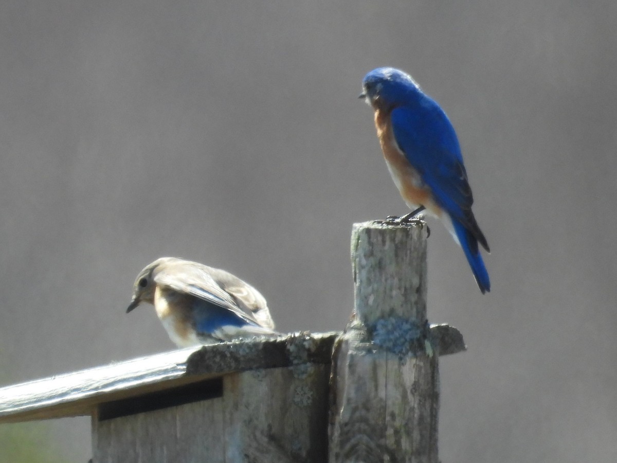 Eastern Bluebird - Gary Hantsbarger