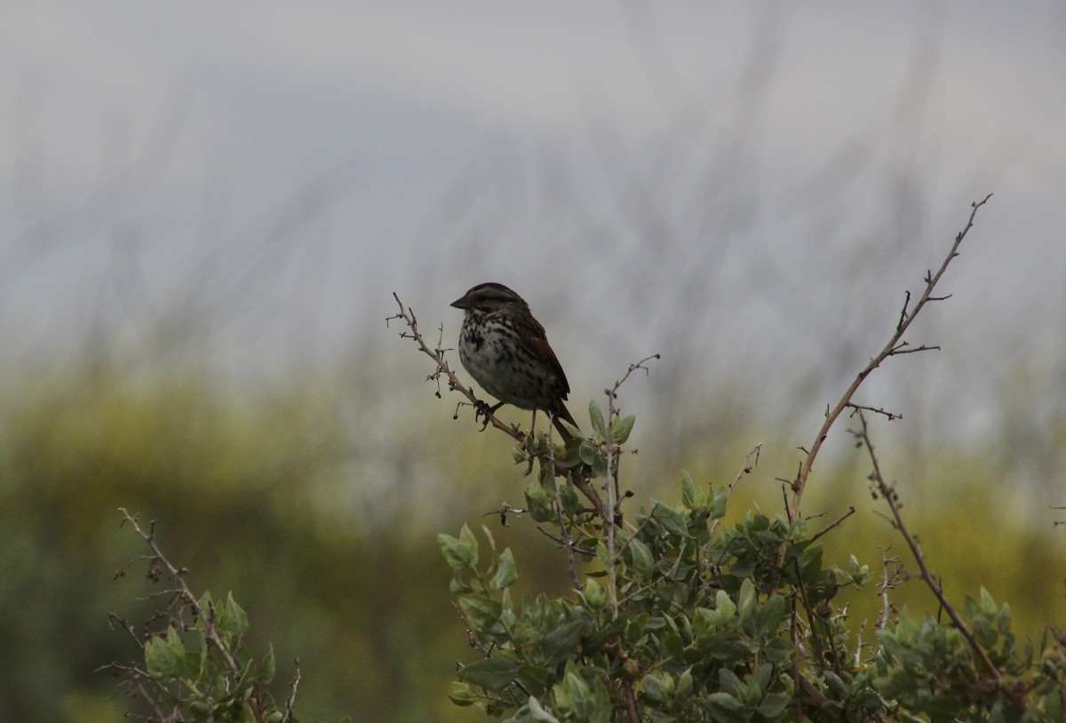 Song Sparrow - ML618234118